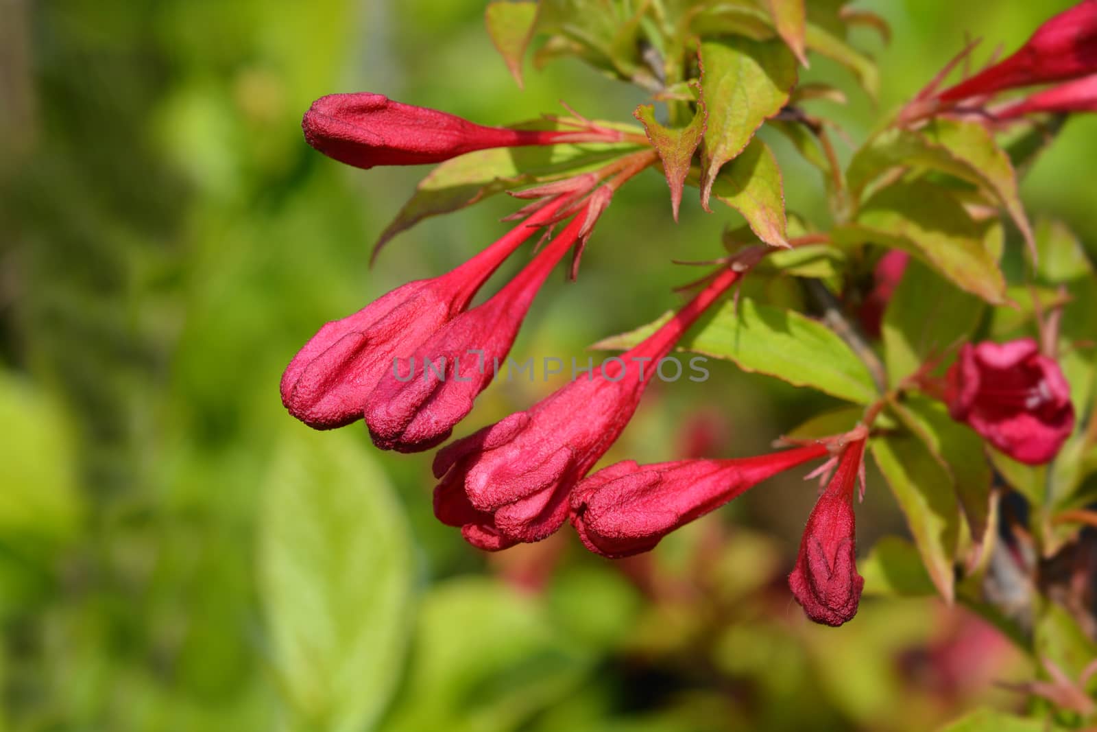 Weigela Red Prince flower buds - Latin name - Weigela florida Red Prince