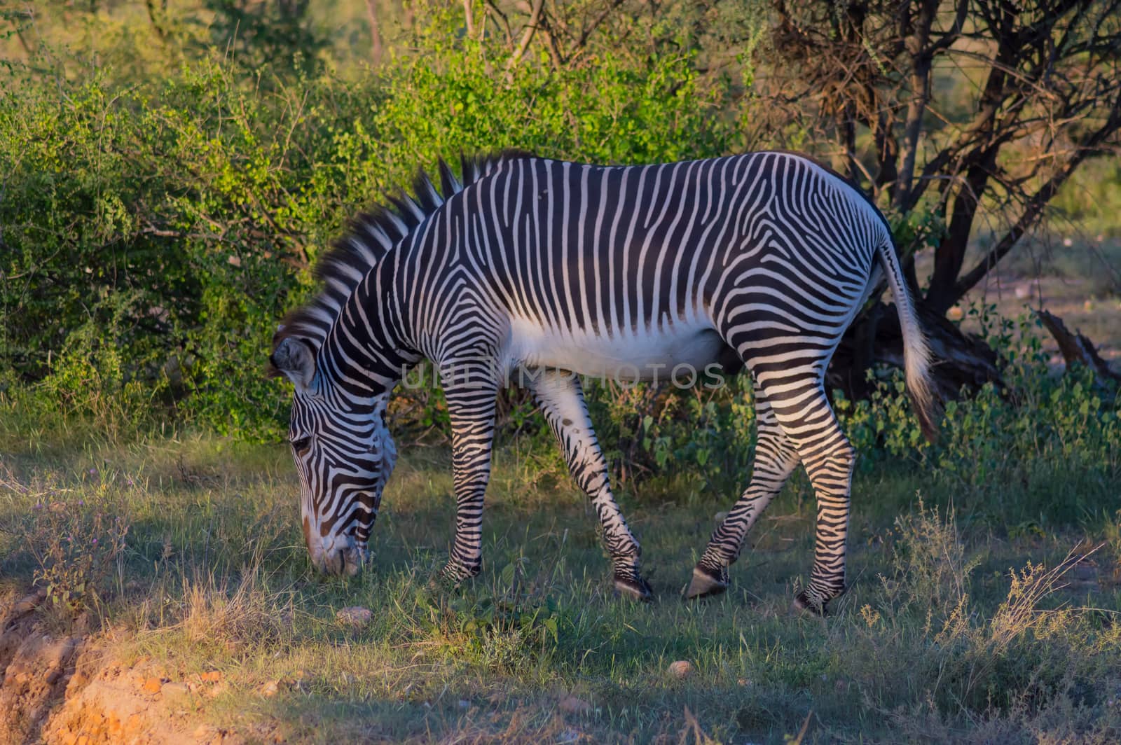 Isolated zebra walking in the savannah  by Philou1000