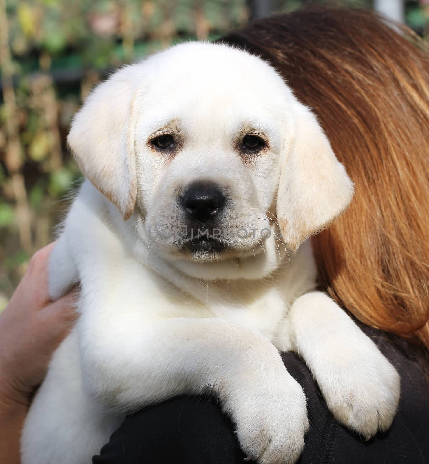 the yellow labrador in the hands portrait