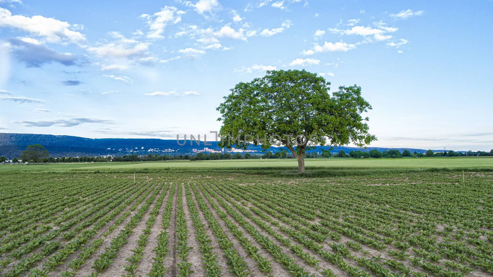 Countryside Landscape with a Tree Alone