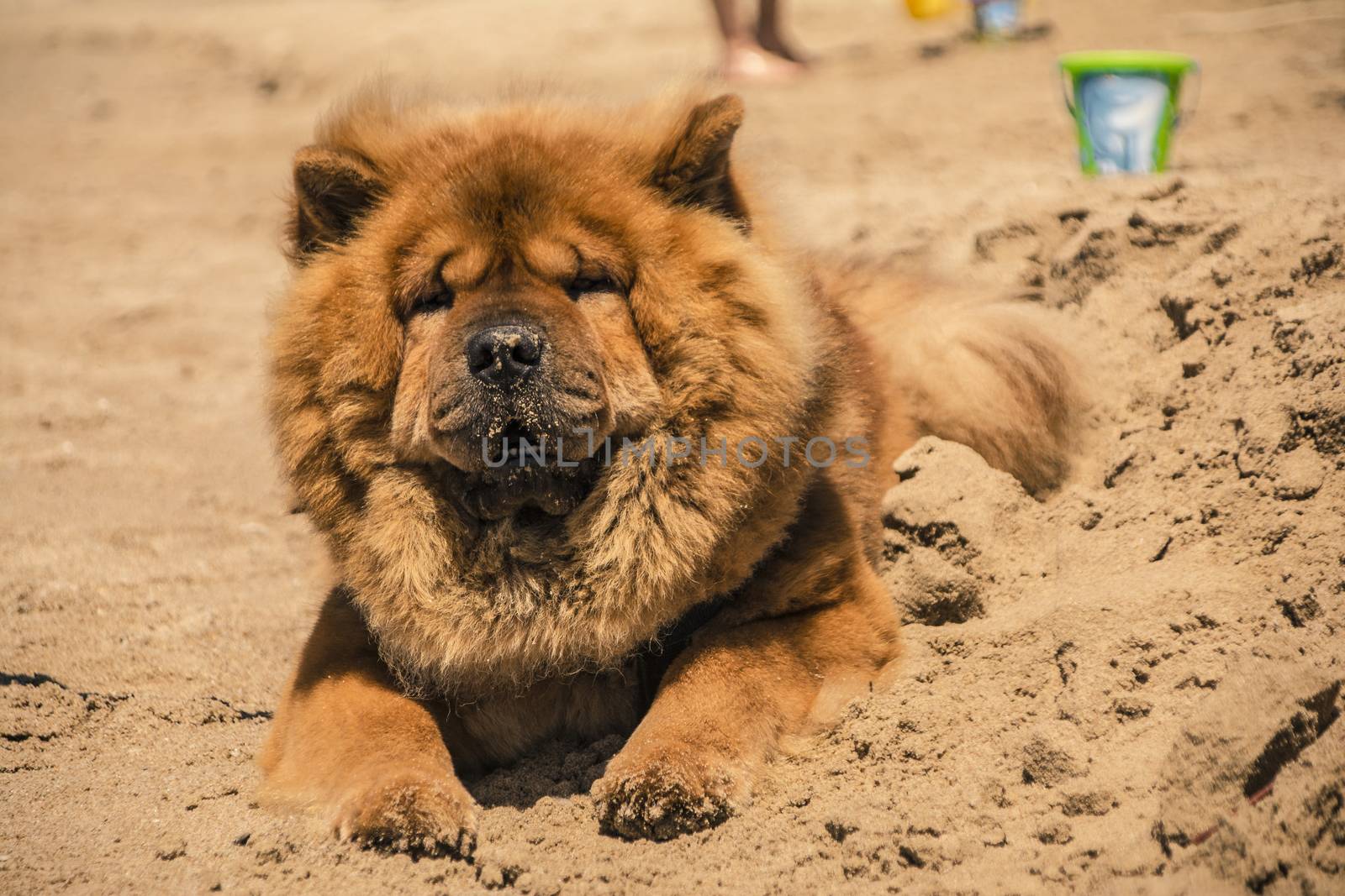 Beautiful specimen of Akita dog with orange fur on the sand of the beach