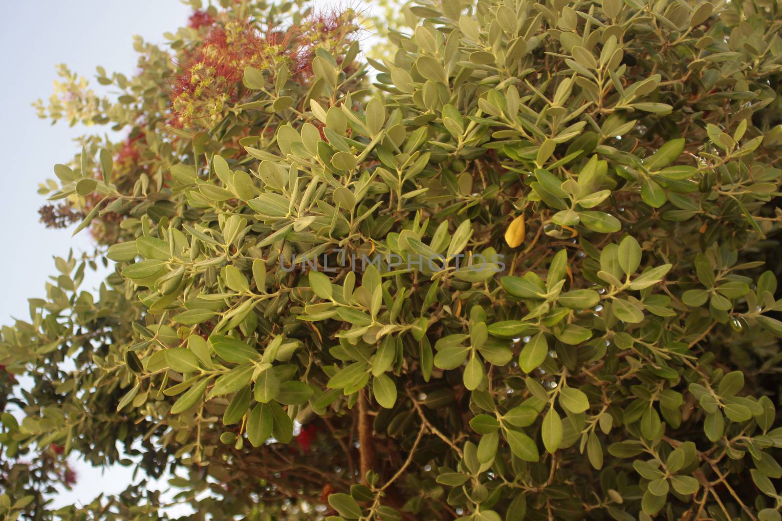 green leaves texture during summertime in daylight