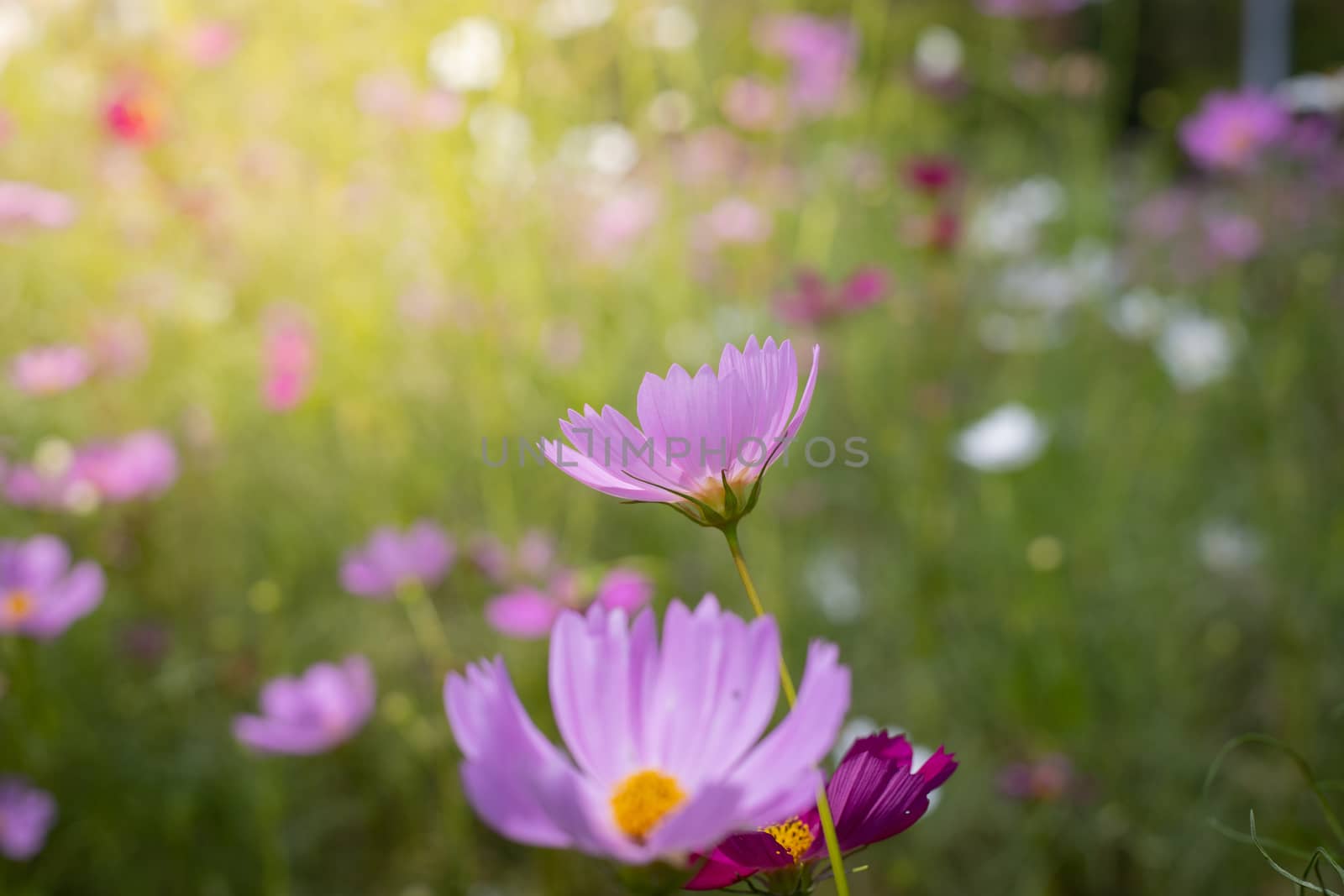 The background image of the colorful flowers by teerawit