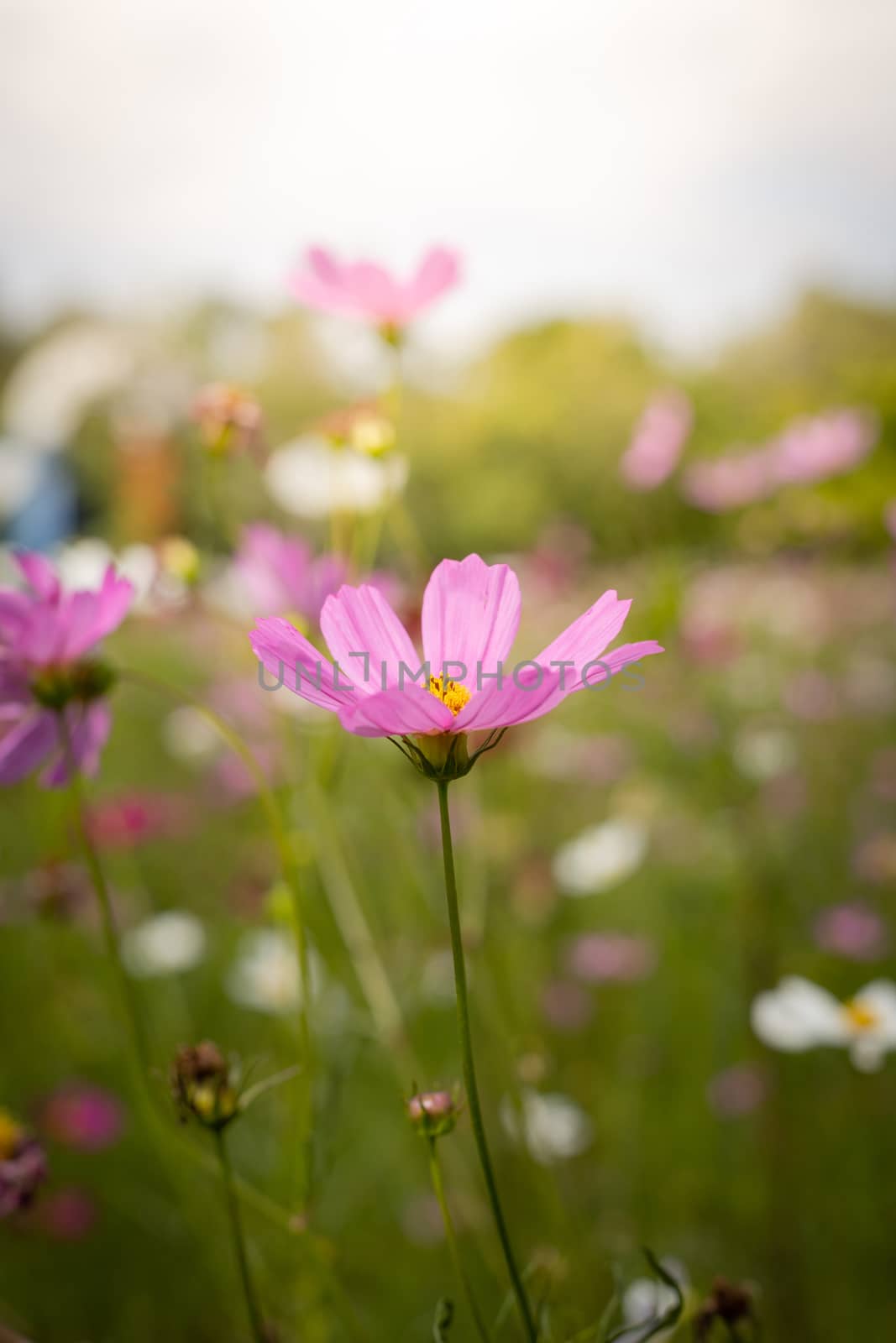 The background image of the colorful flowers by teerawit