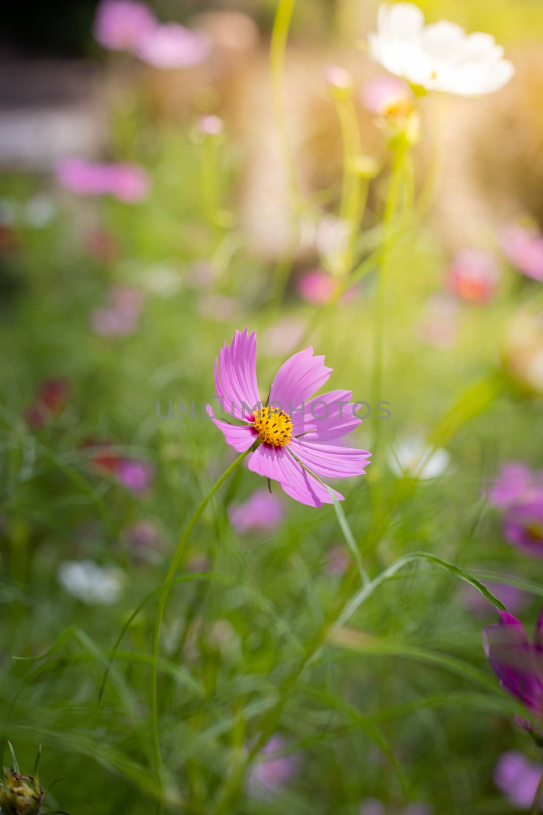 The background image of the colorful flowers, background nature