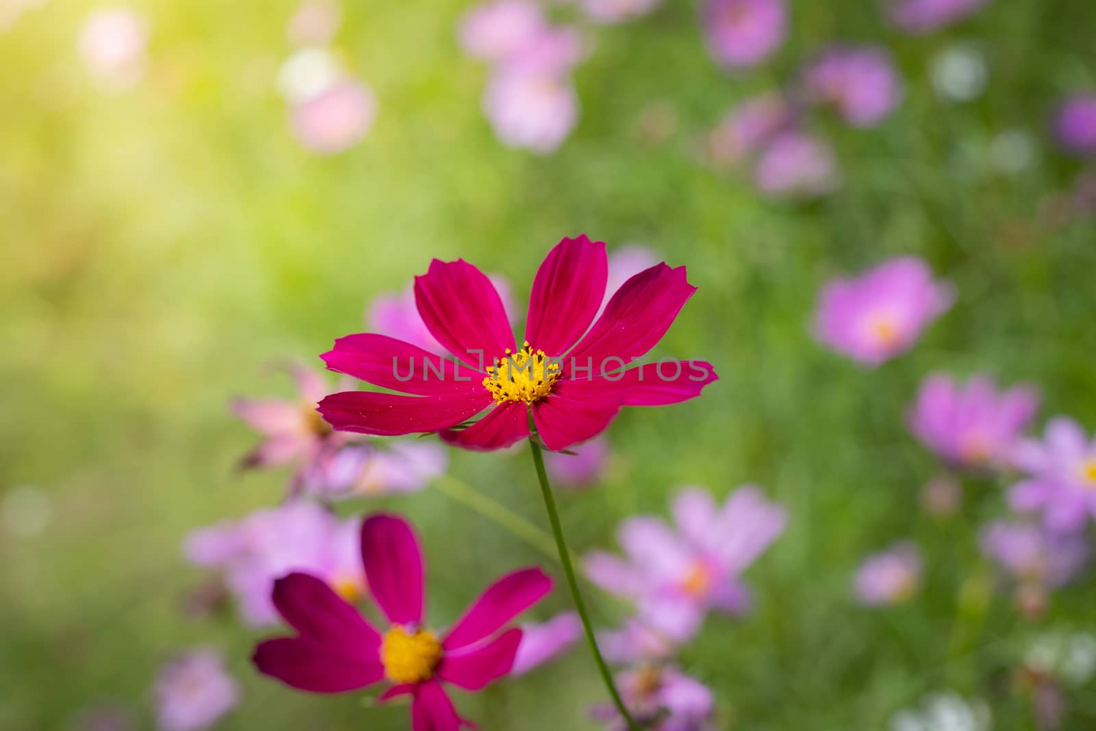 The background image of the colorful flowers, background nature