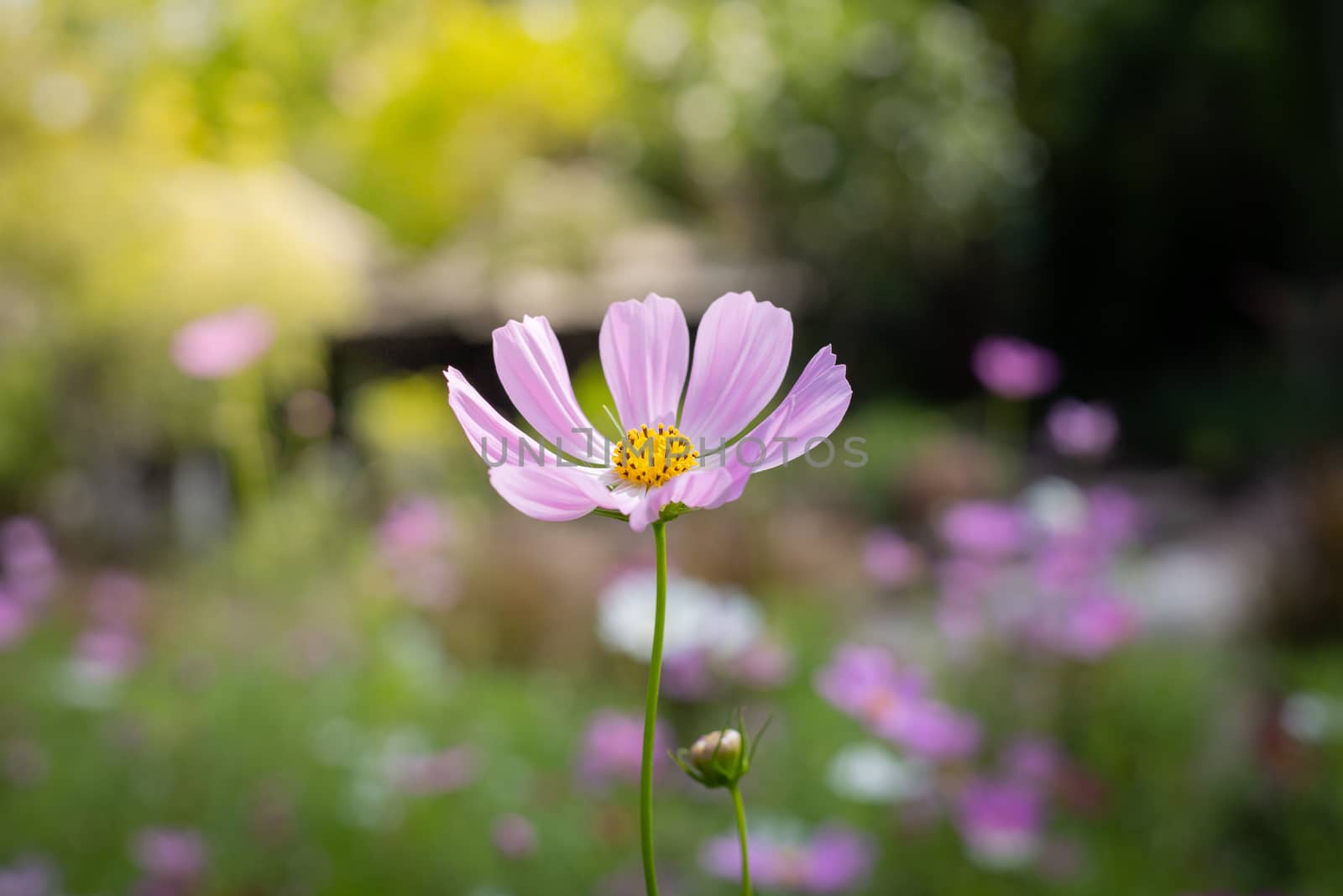 The background image of the colorful flowers, background nature