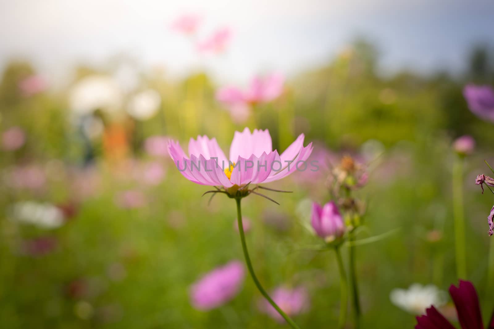 The background image of the colorful flowers, background nature
