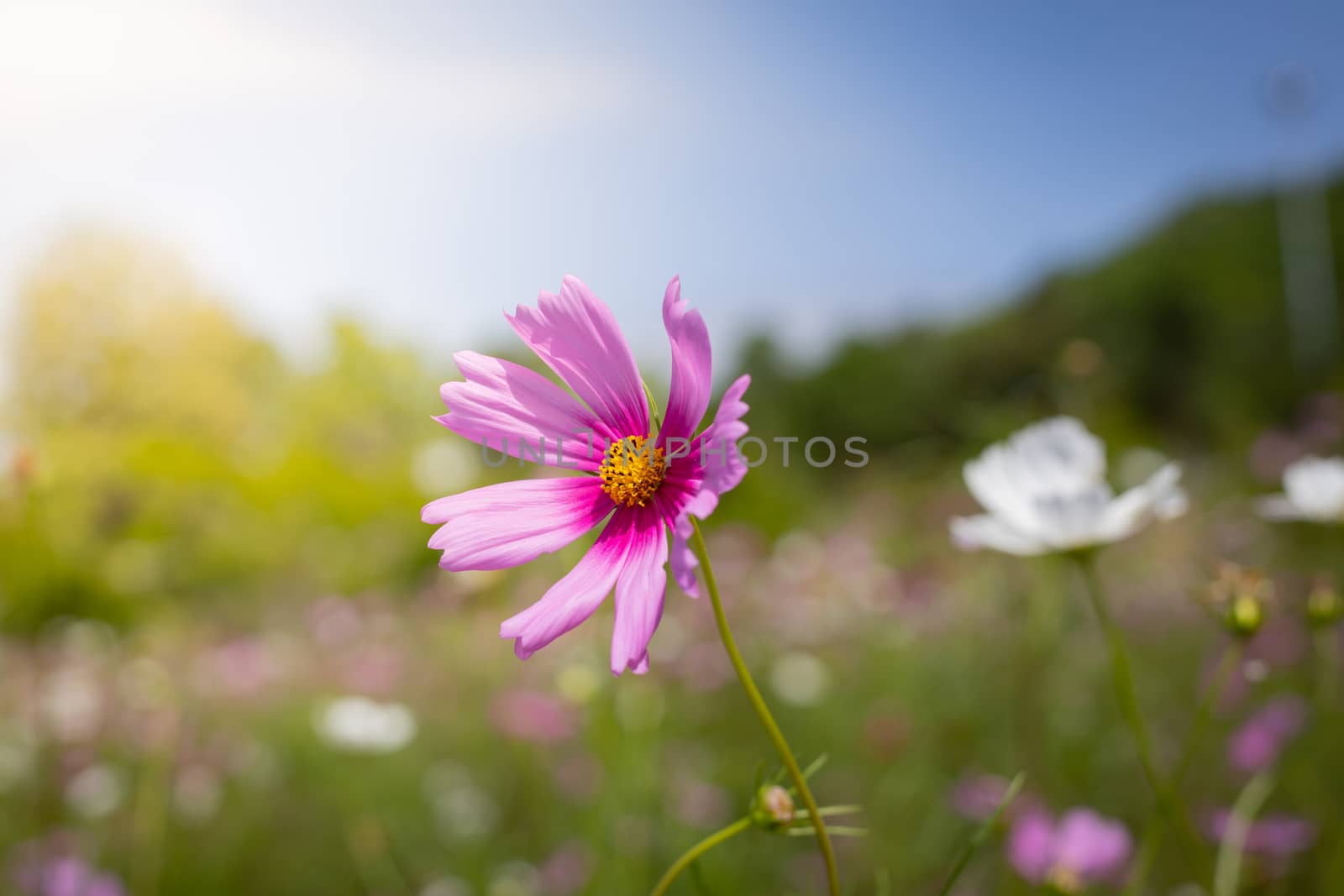 The background image of the colorful flowers, background nature
