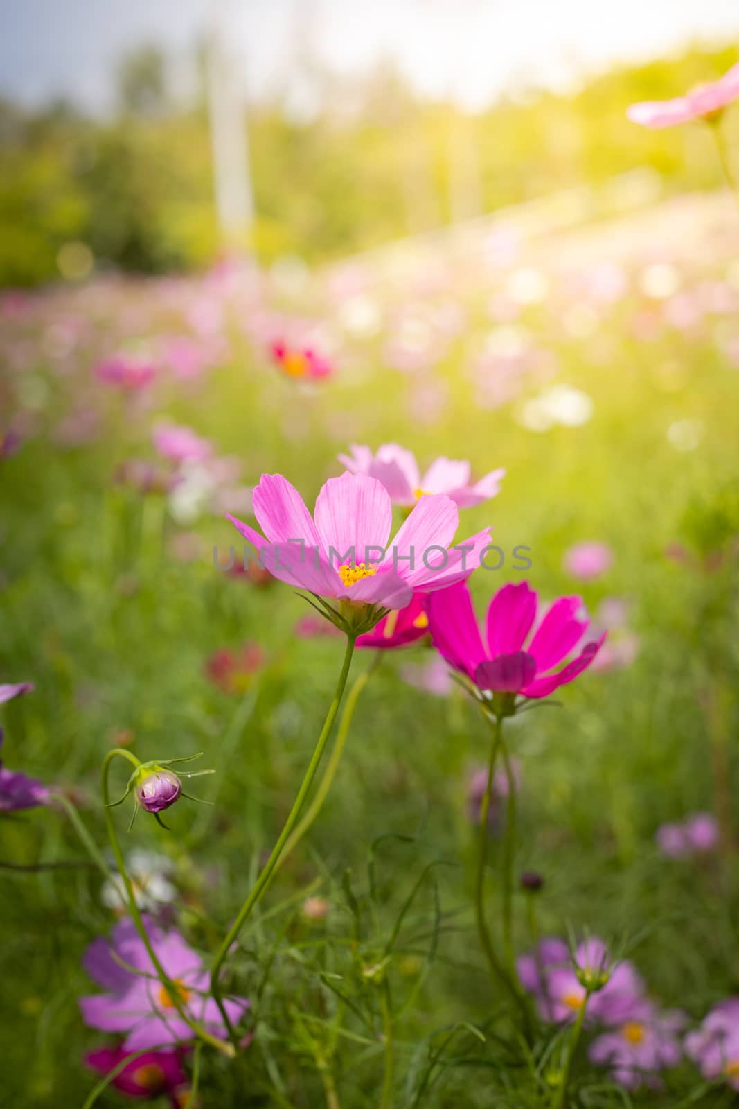 The background image of the colorful flowers, background nature