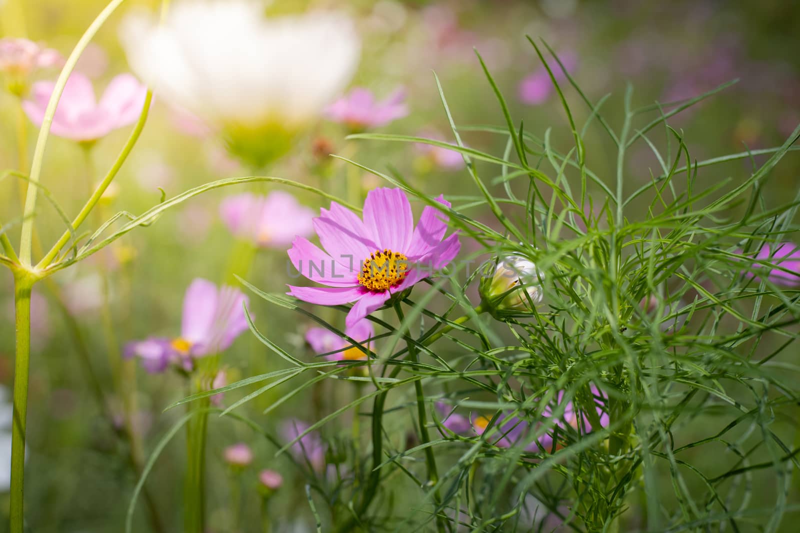 The background image of the colorful flowers, background nature