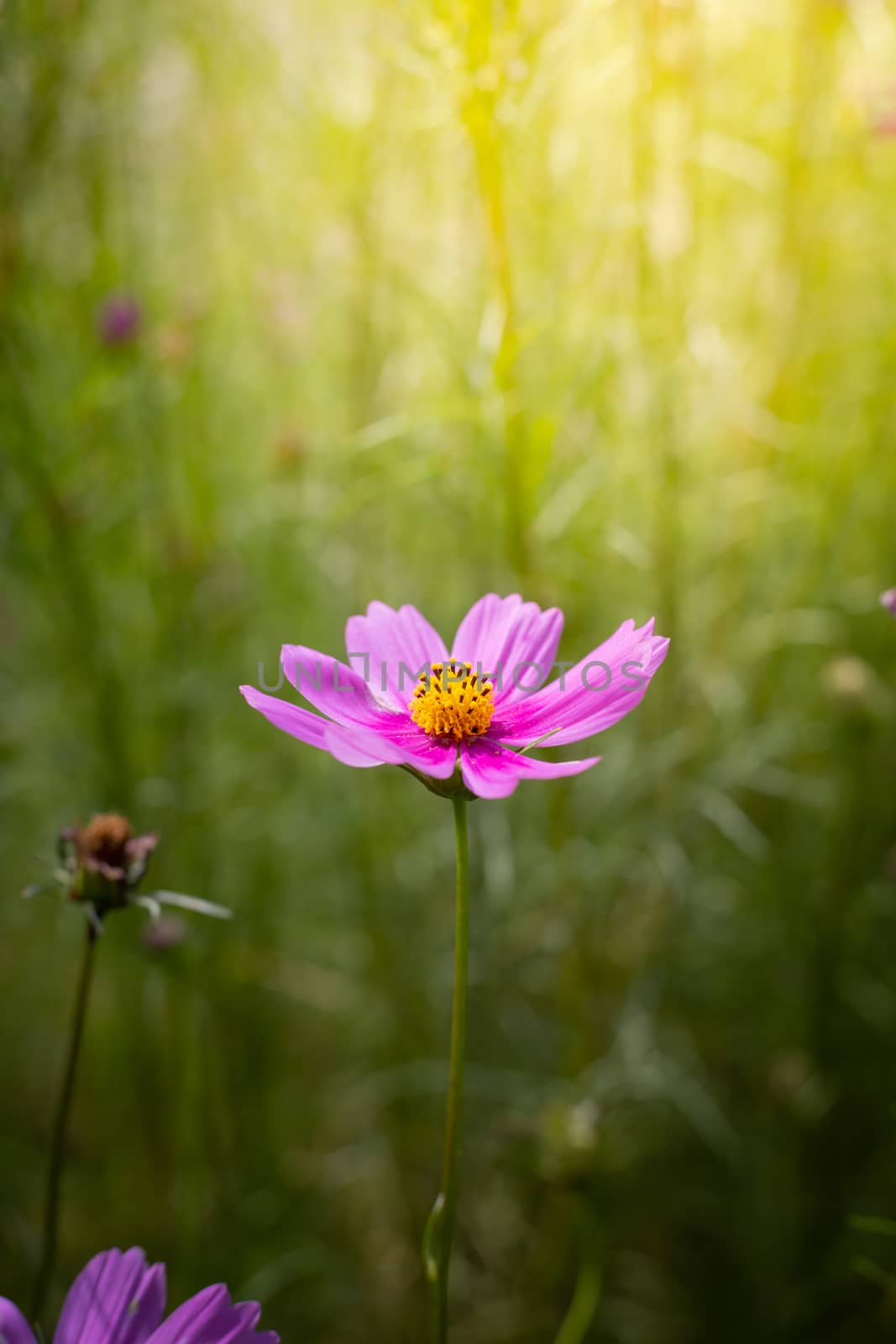 The background image of the colorful flowers, background nature