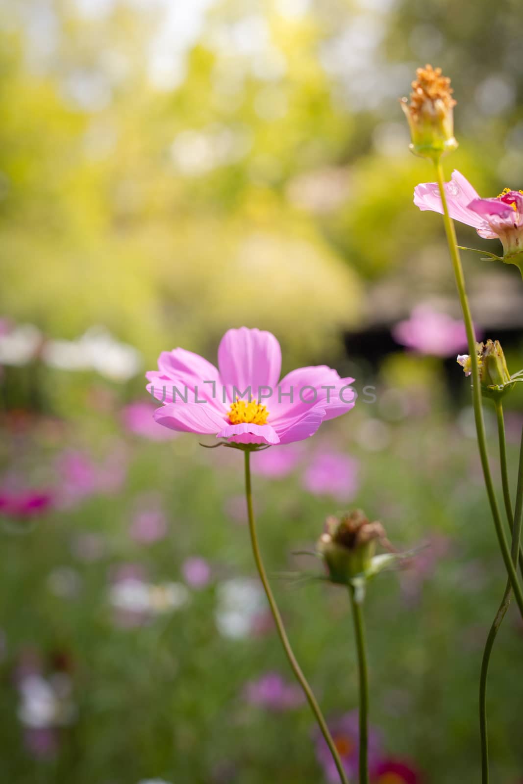 The background image of the colorful flowers, background nature