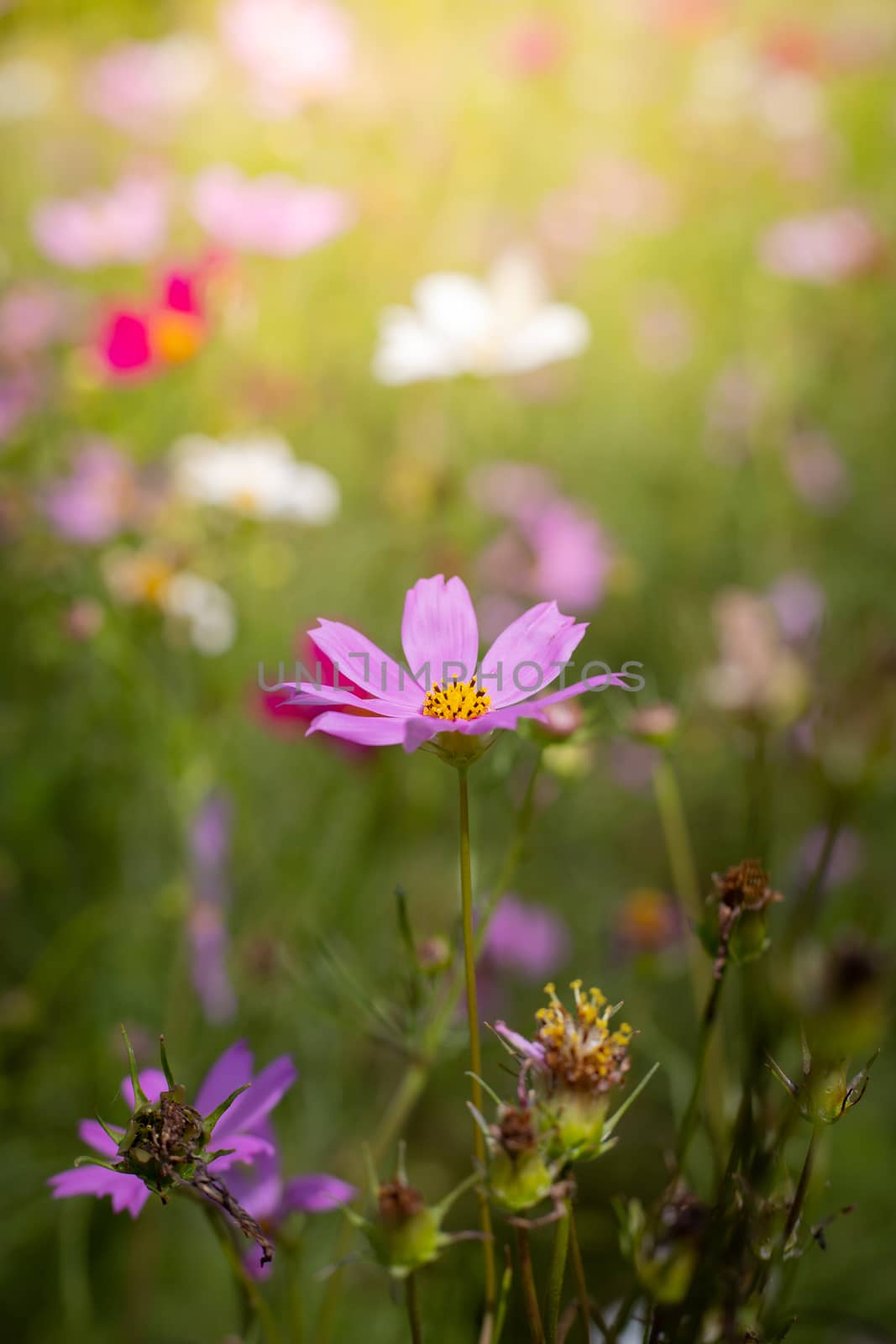 The background image of the colorful flowers, background nature