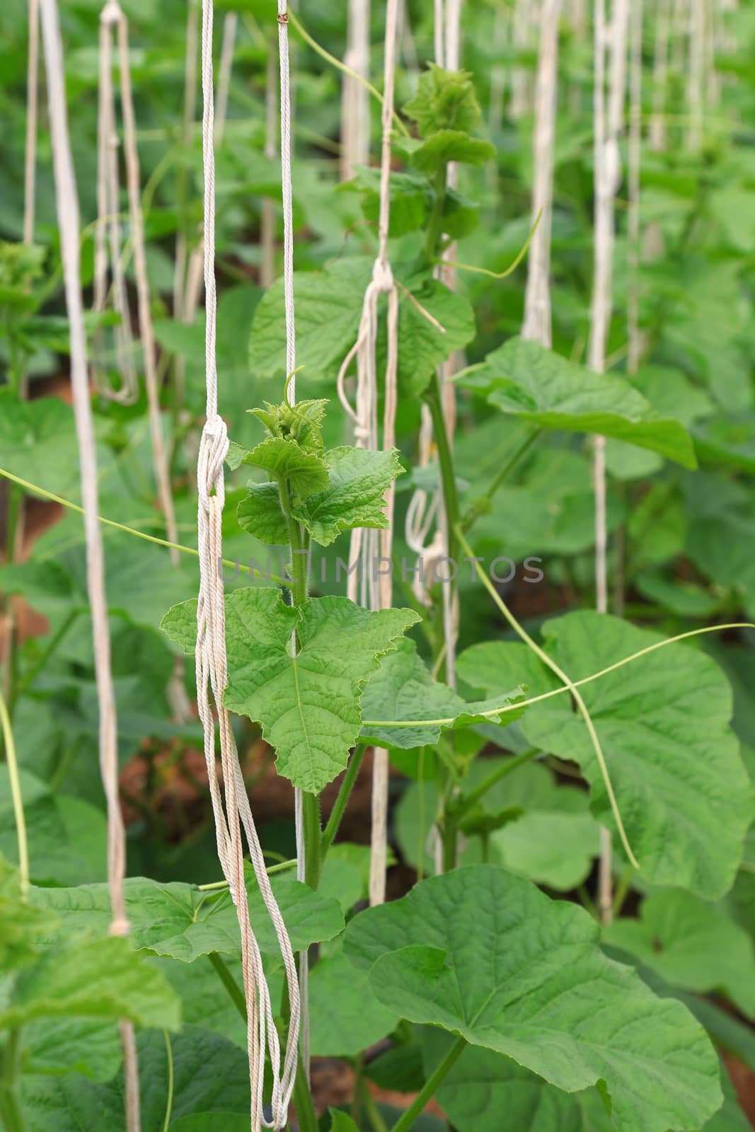 Young of green melons product of Thailand