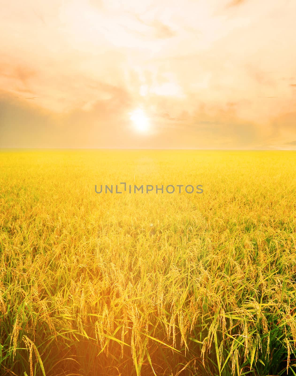 Golden rice field in the morning light, at Thailand.