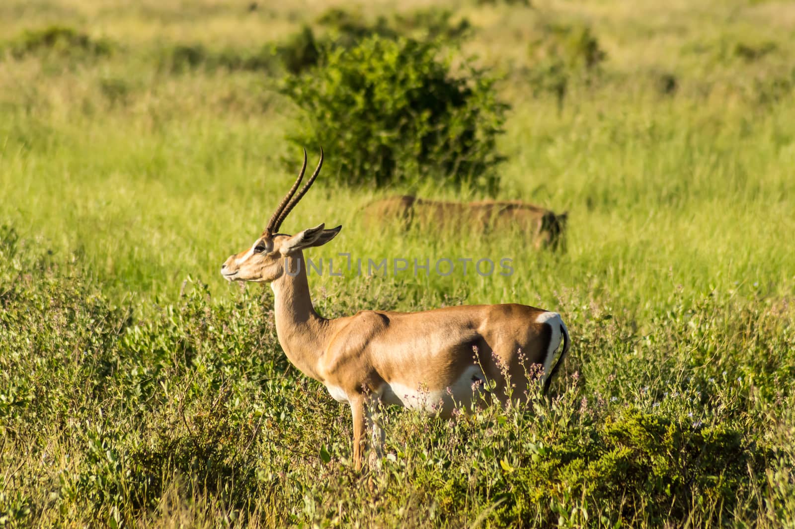 Young female antelope in the savannah  by Philou1000