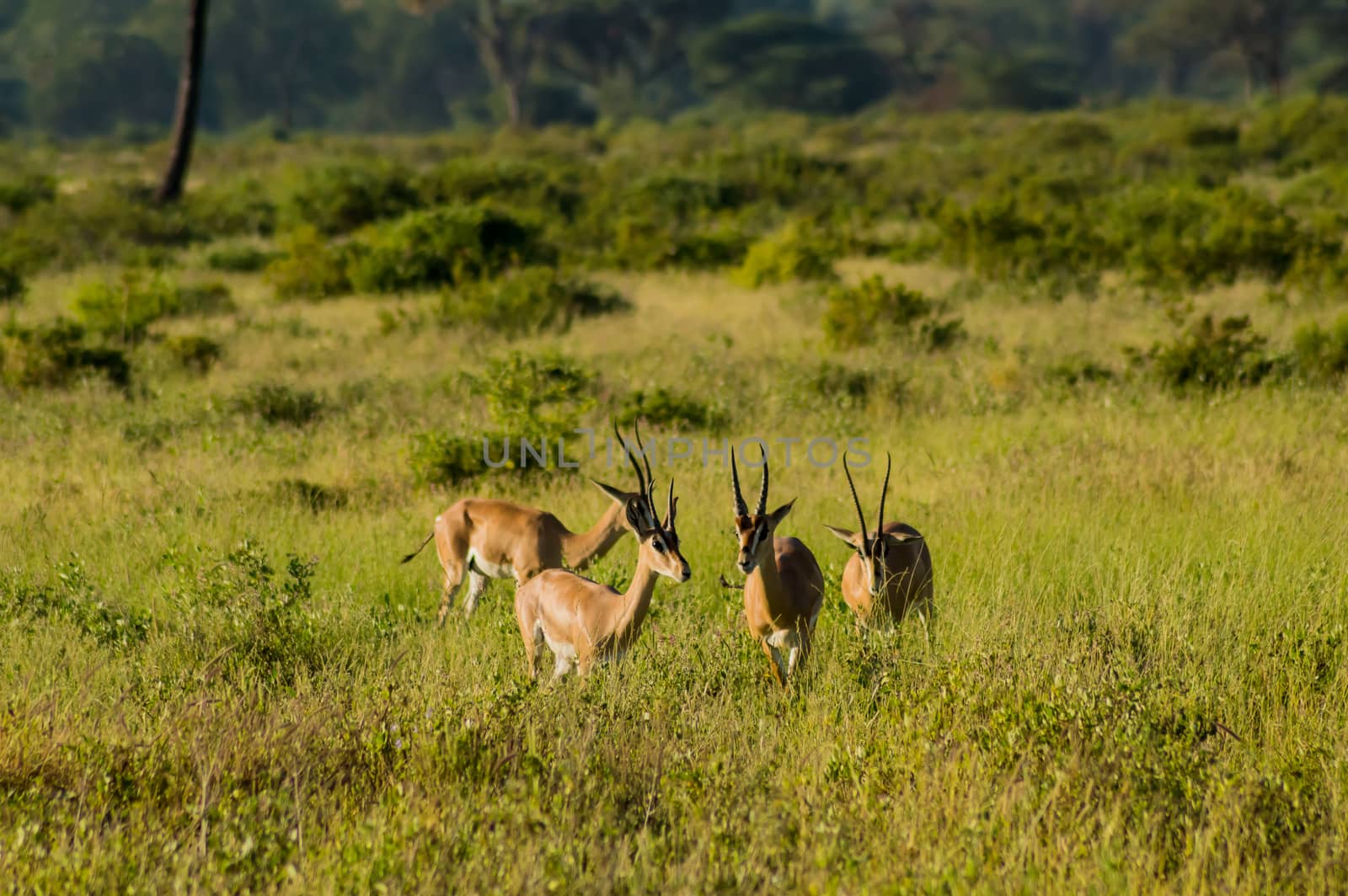 Young female antelope in the savannah of Samburu