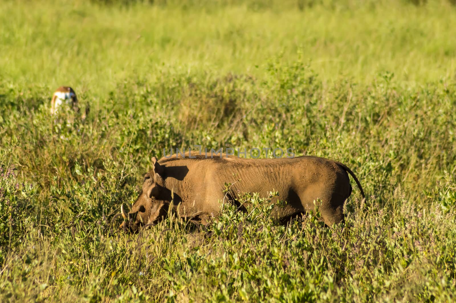 Warthog in the savannah of Samburu by Philou1000