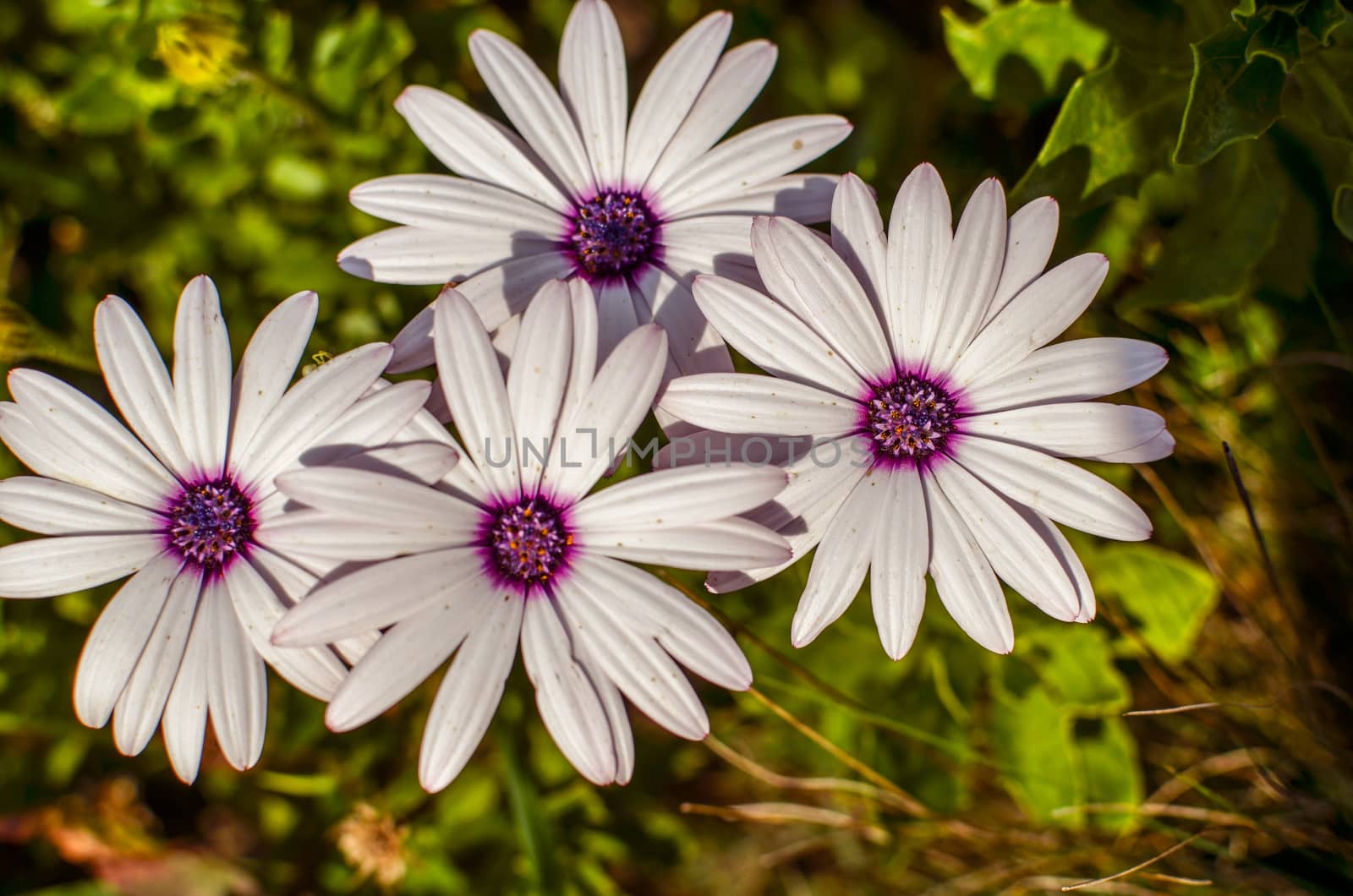 Closeup of Osteospermum White Cape daisy with purple center closeup