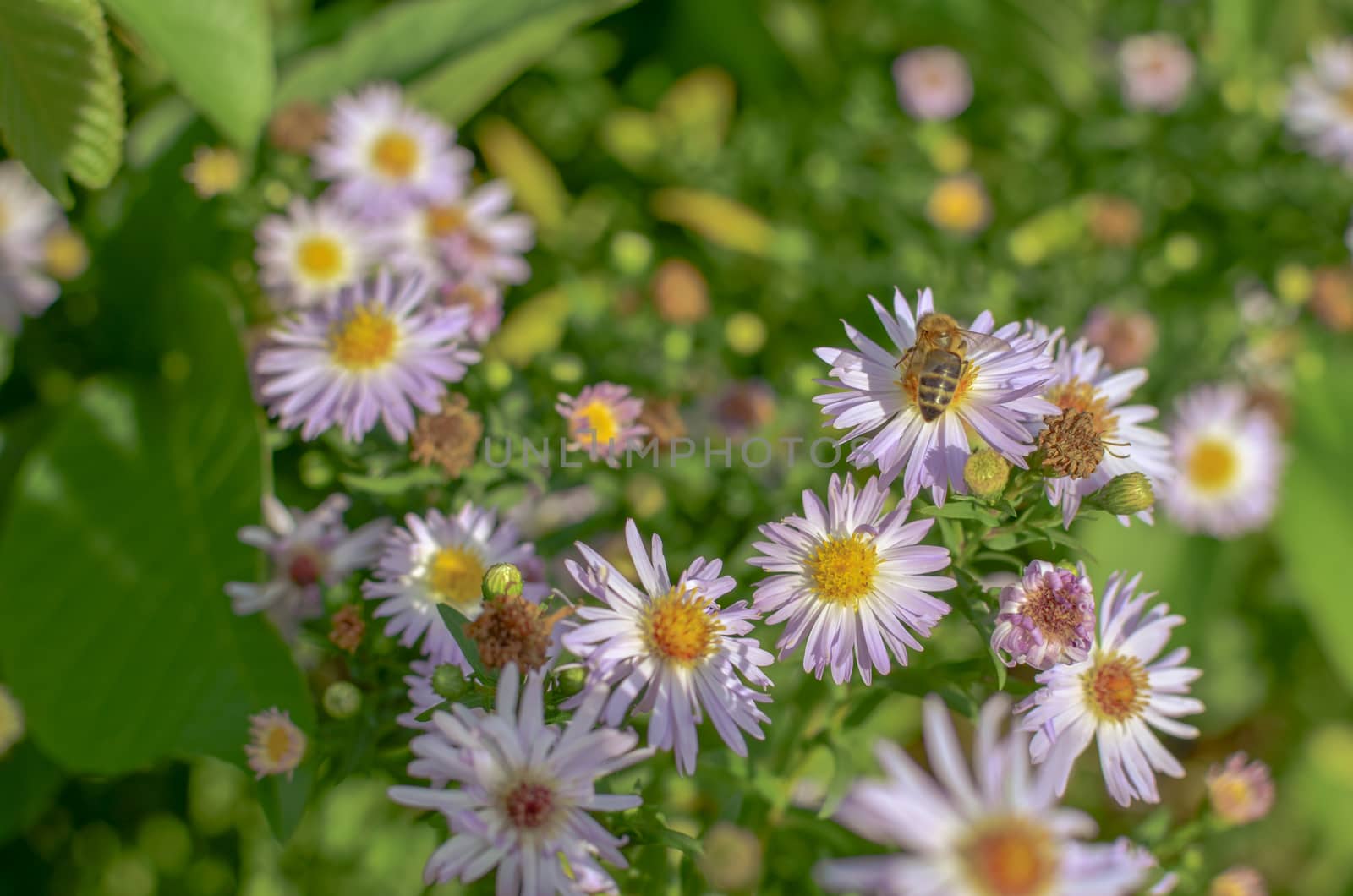 Closeup of beautiful flowers from family Erigeron annuus septentrionalis or Eastern Daisy Fleabane, White Top, Aster annuus .