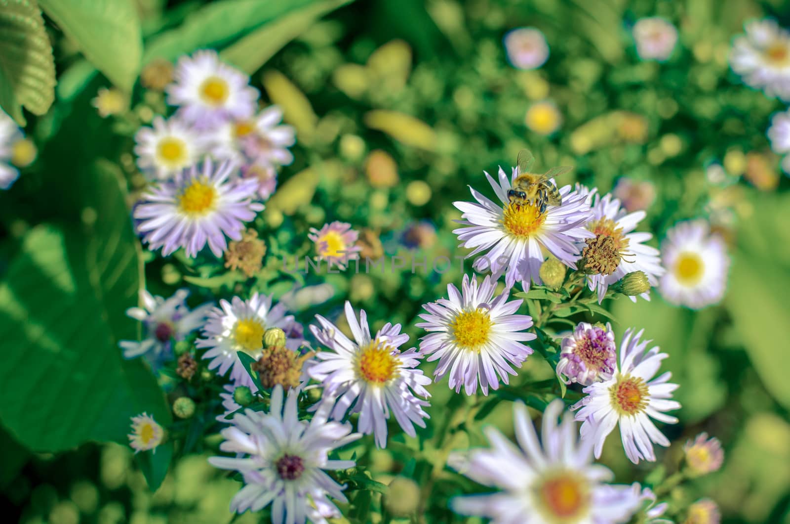 Closeup of beautiful flowers from family Erigeron annuus septentrionalis or Eastern Daisy Fleabane, White Top, Aster annuus .