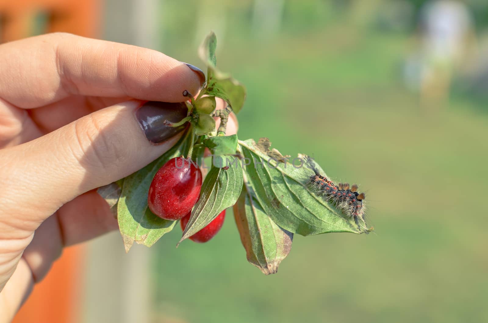 Caterpillar crawling on dogwood at human hand with red berries