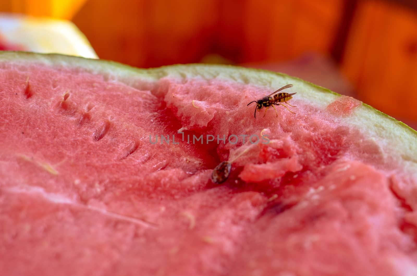 Wasp eats a red cutaway watermelon in nature