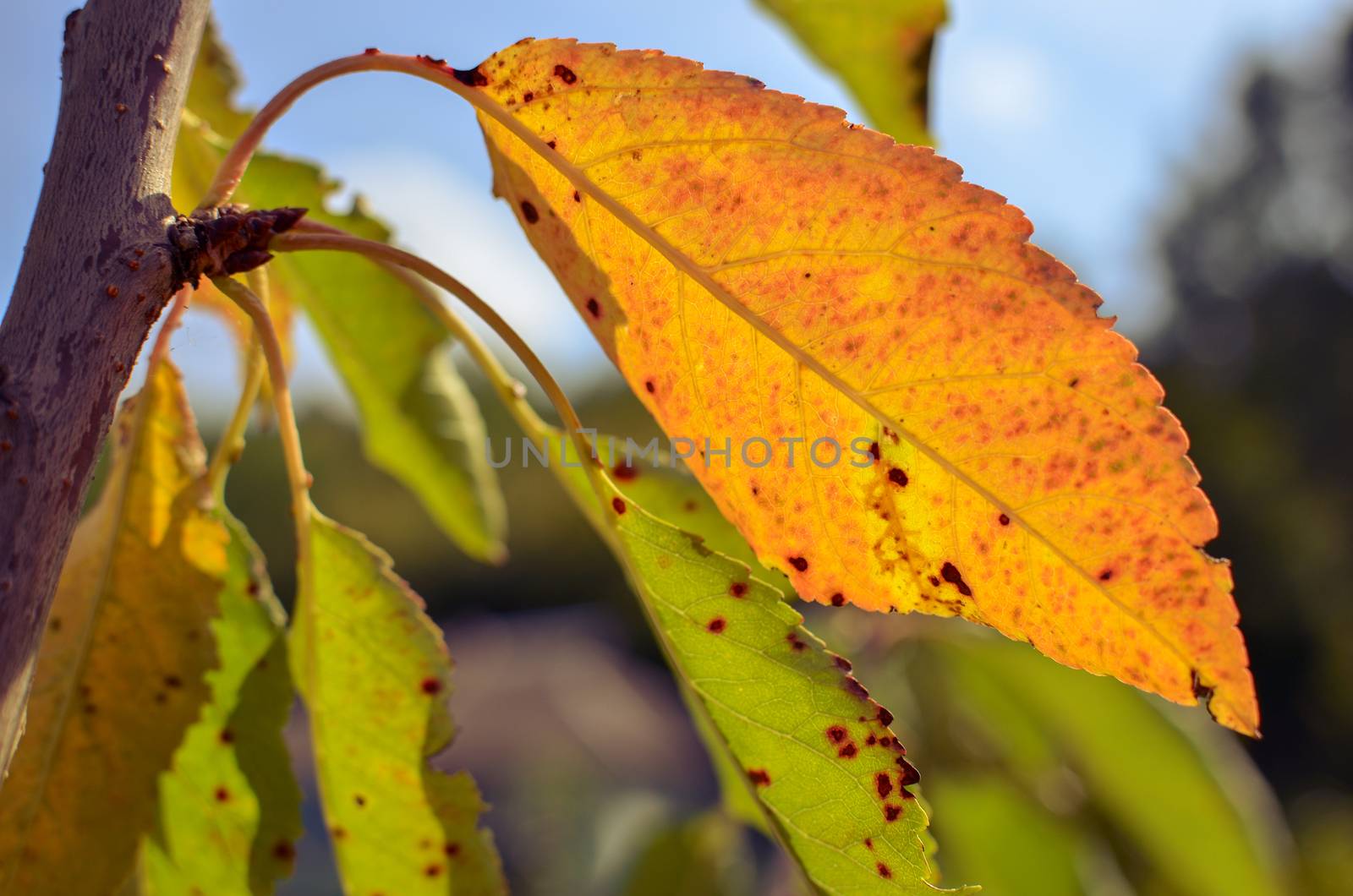 Peach tree with green and yellow leaves against the sun at autumn