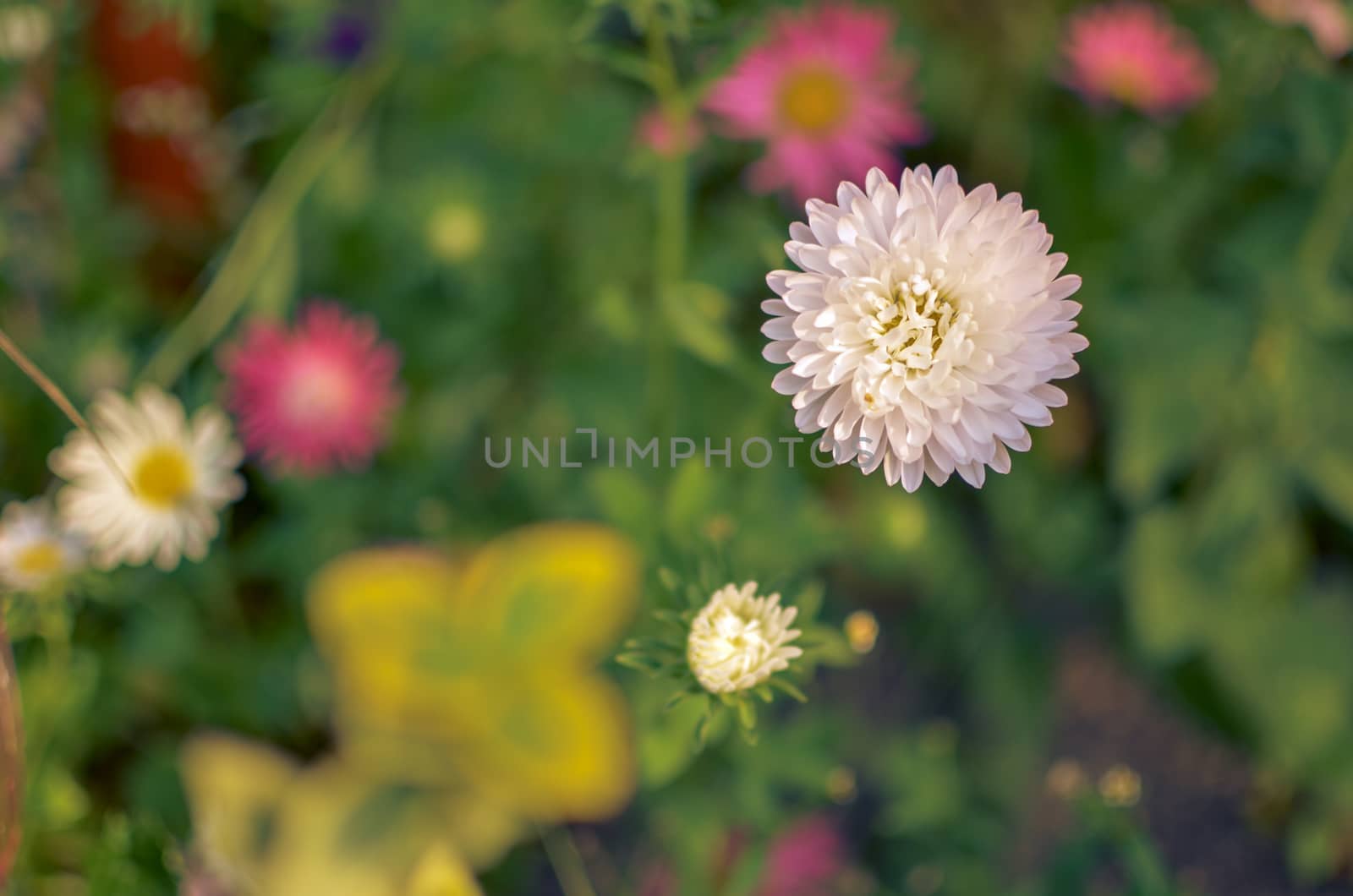 White and pink aster flowers at flowerbed at autumn