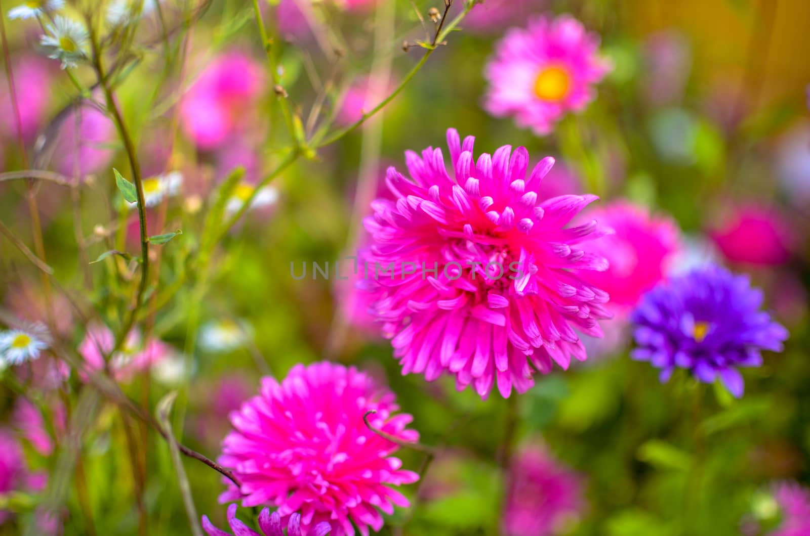 White and pink aster flowers at flowerbed at autumn