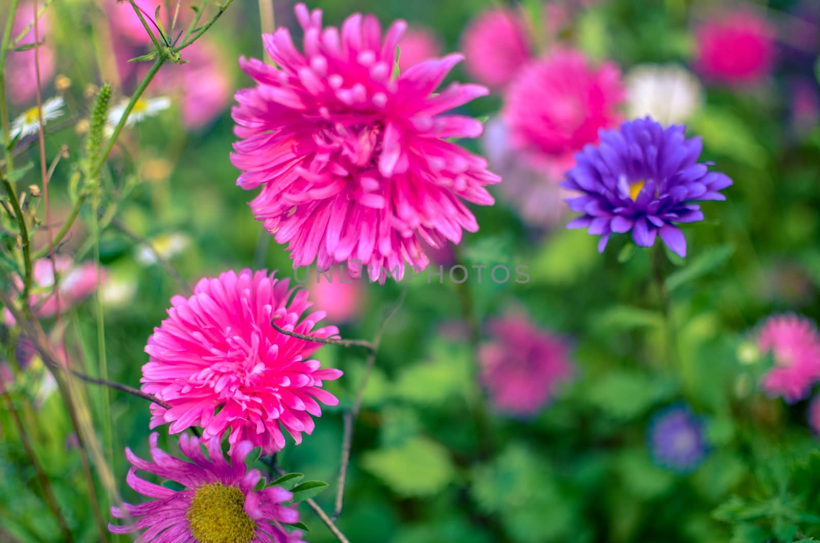 White and pink aster flowers at flowerbed at autumn