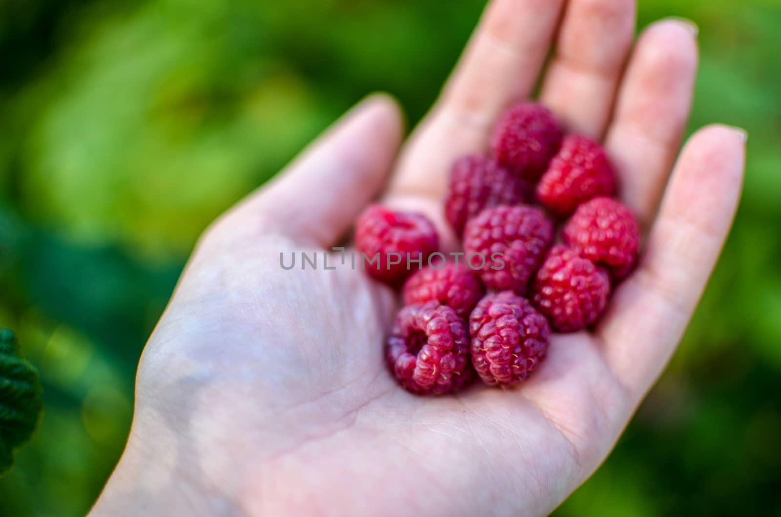 Woman hand with big red raspberries on background branches of raspberry in the garden