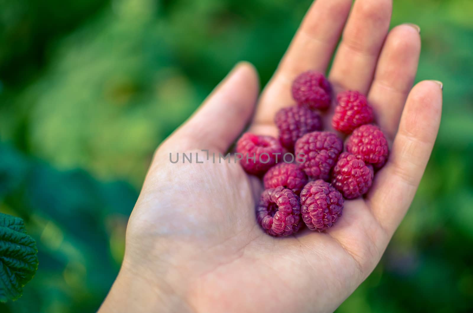 Woman hand with big red raspberries on background branches of raspberry in the garden
