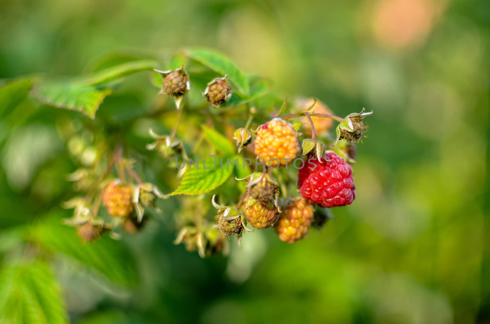 Raspberries growing organic berries closeup. Ripe Raspberry In The Fruit Garden. Raspberry bush. Branch of ripe raspberries in a garden