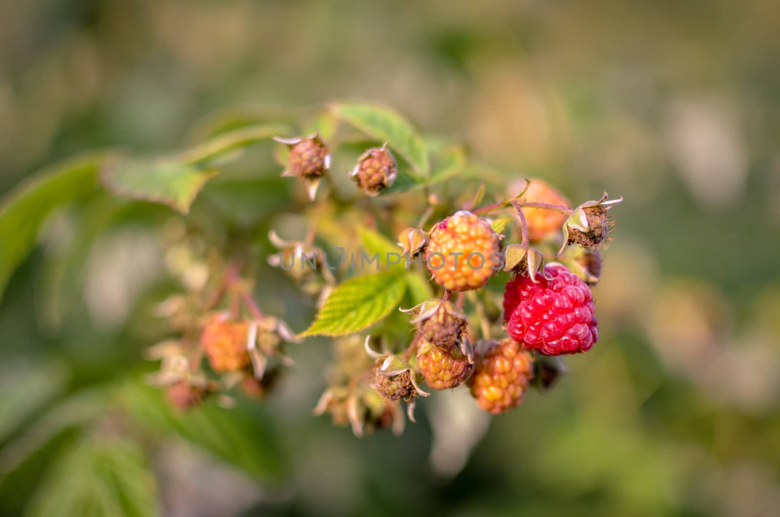 Raspberries growing organic berries closeup. Ripe Raspberry In The Fruit Garden. Raspberry bush. Branch of ripe raspberries in a garden