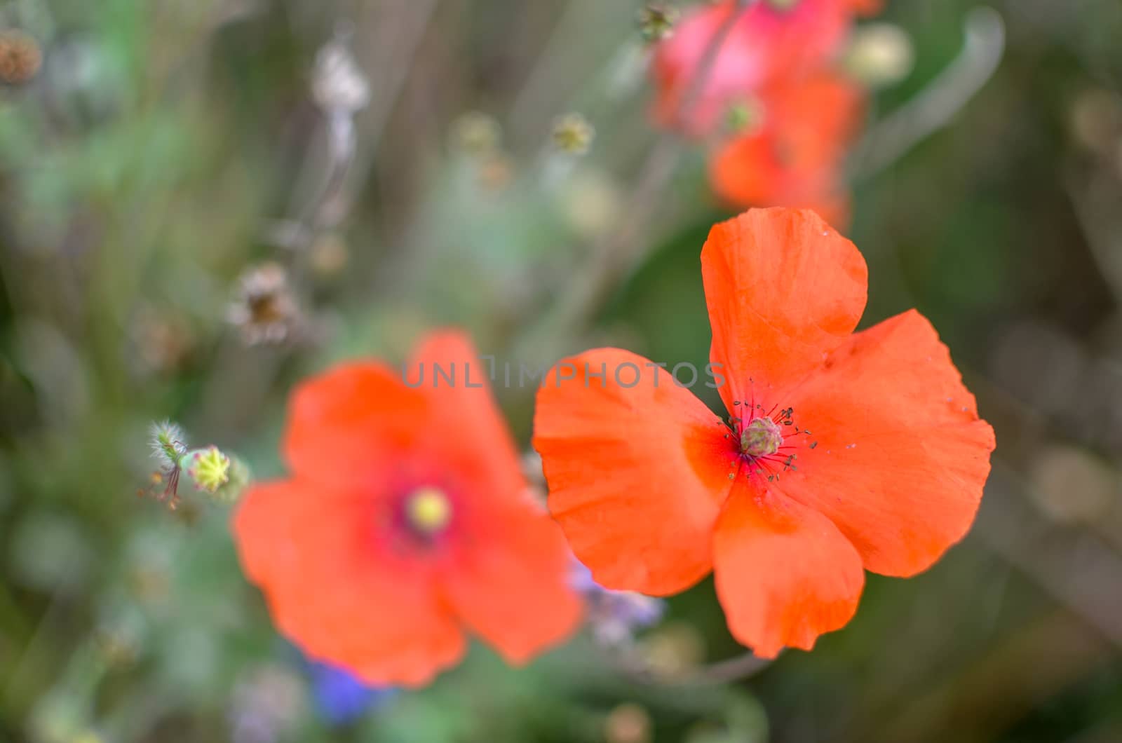 Closeup of two red poppy flowers at garden