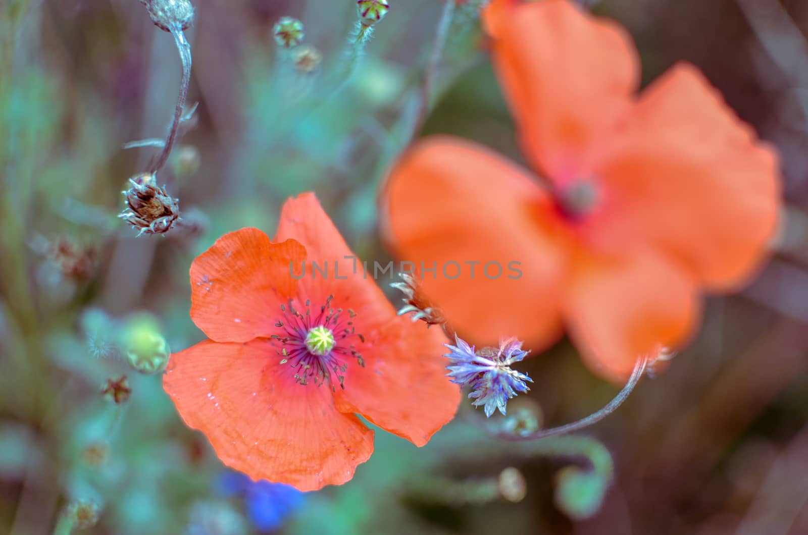 Closeup of two red poppy flowers at garden