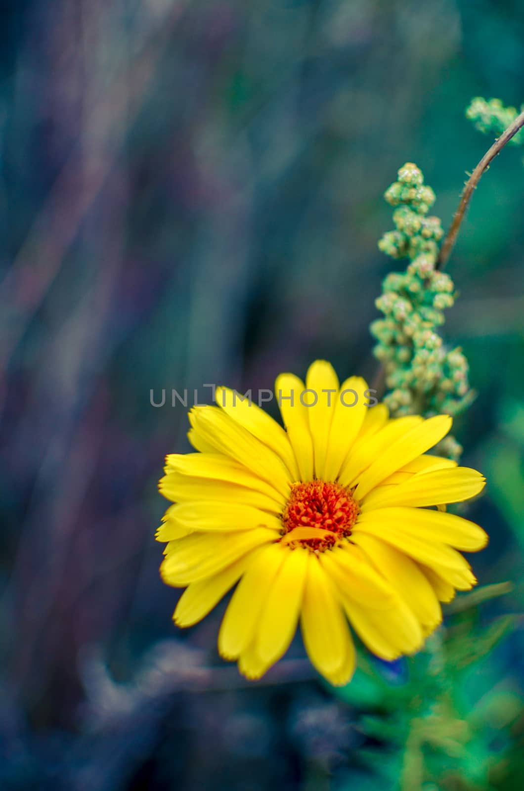 Yellow calendula flowers. Blooming marigold flowers. Orange calendula on a green grass. Garden with calendula. Garden flowers. Nature flowers in garden. Blooming calendula.