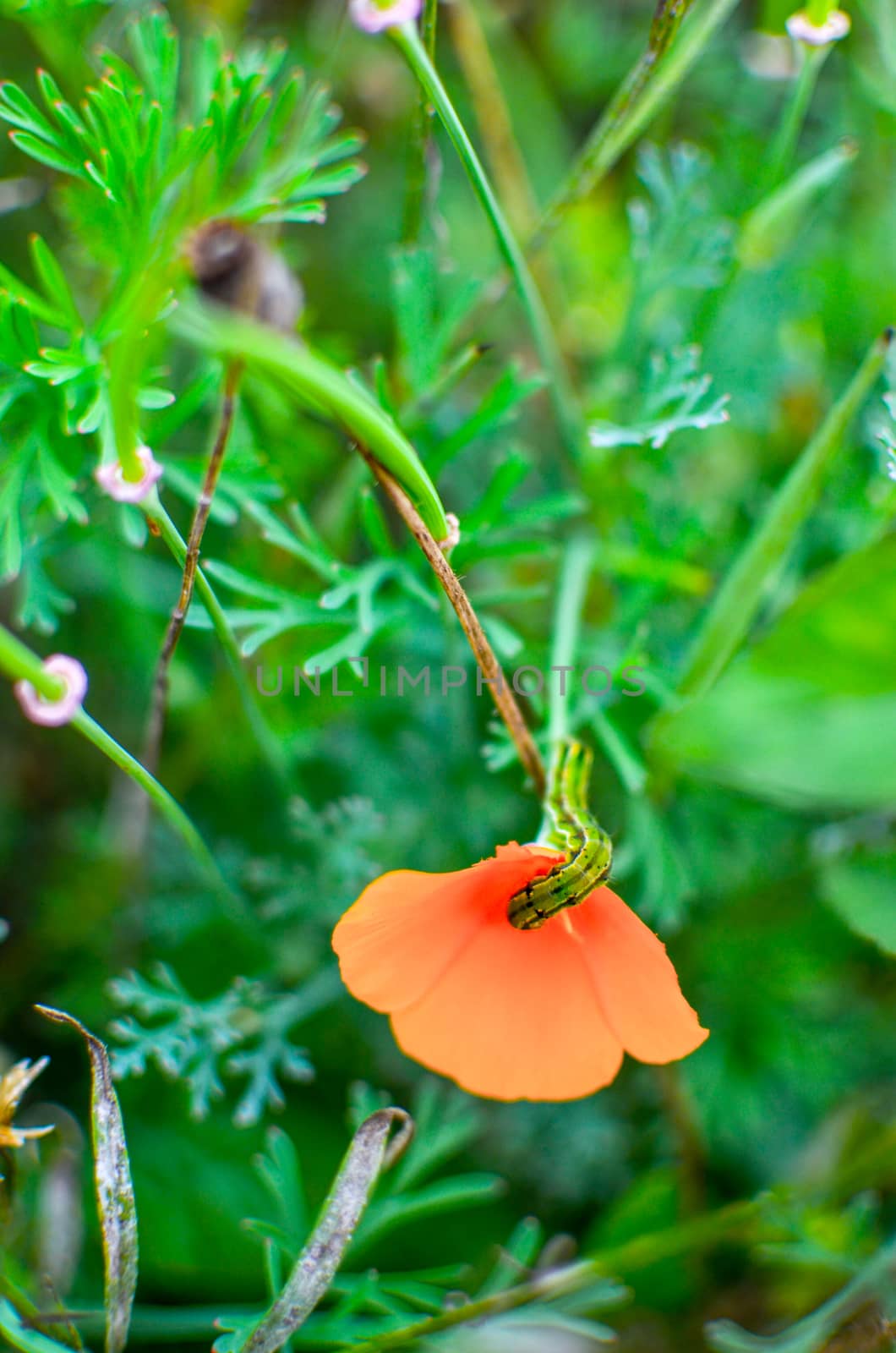 Orange eschscholzia on the meadow closeup with blured background and caterpillar by kimbo-bo