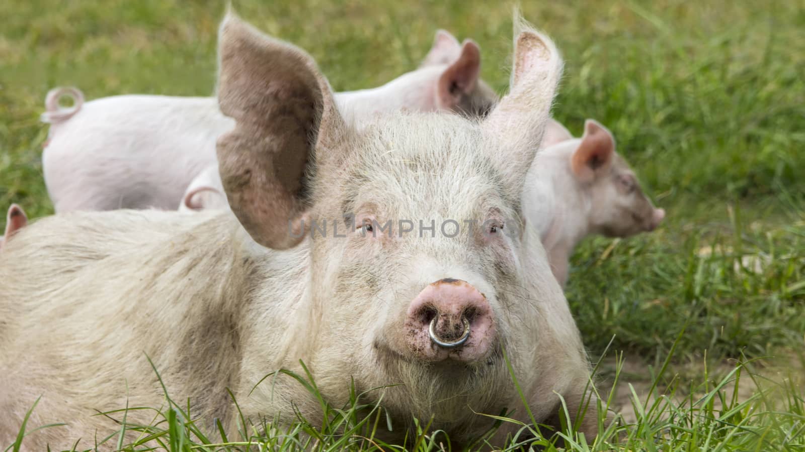 Happy pigs on a blossoming meadow in spring