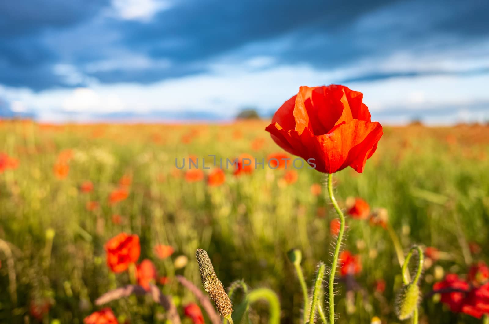 Amazing poppy flowers seen in a beautiful poppy field.