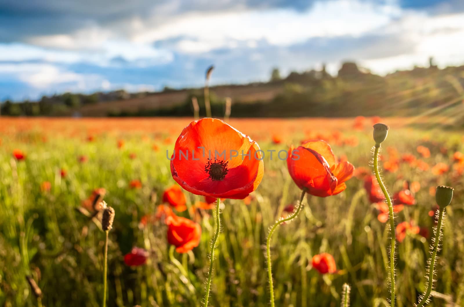 Amazing Poppy Blossom in a Poppy Field by kstphotography