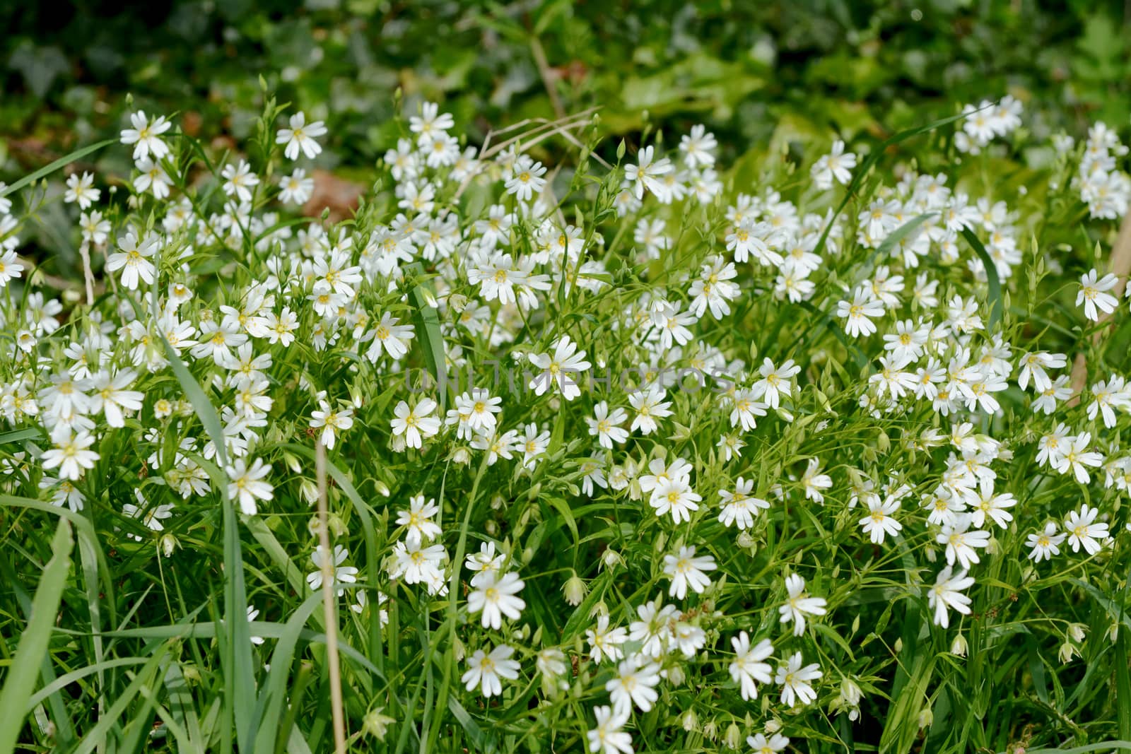 Greater Stitchwort - Stellaria holostea - white wild flowers growing with green grass at the bottom of a hedgerow