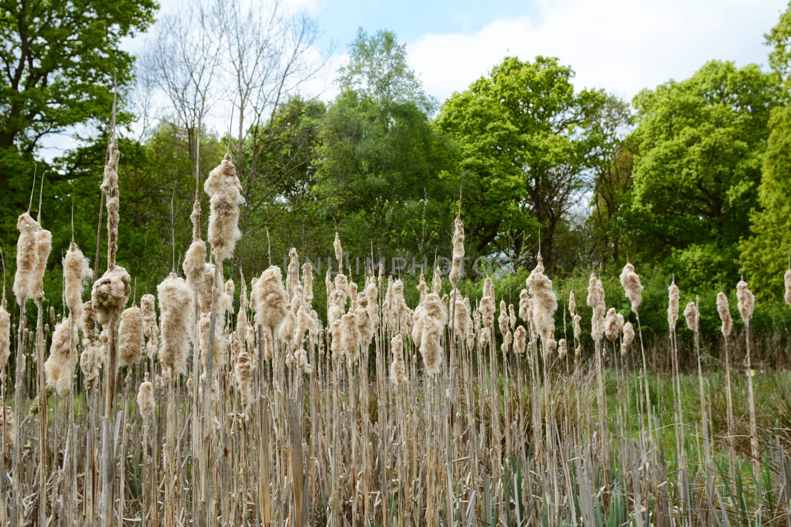 Old bulrush seed heads fall apart above a rural pond, allowing the seeds to disperse. Verdant green trees stand tall beyond.