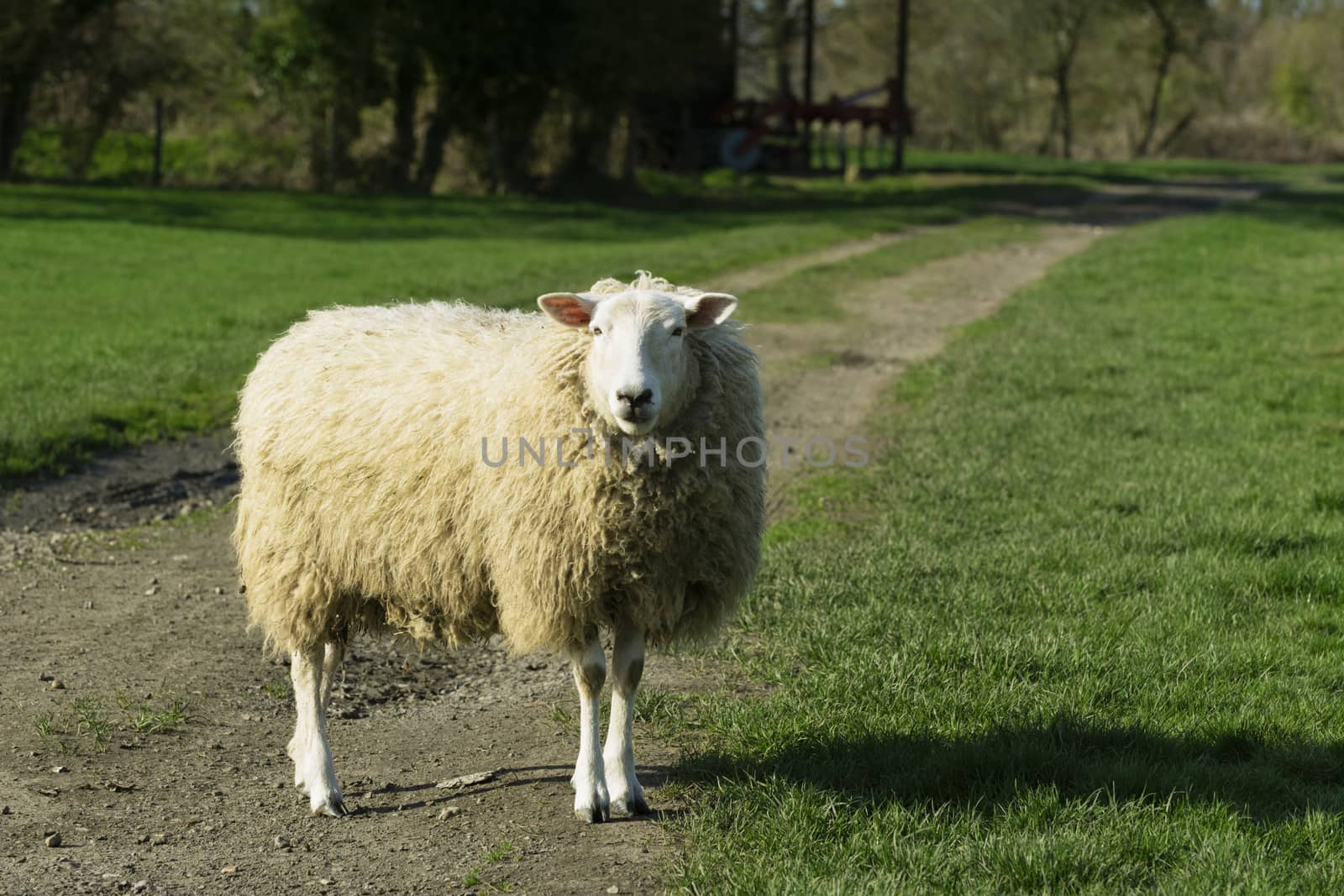 Adult sheep stands in the middle of a farm track in a lush, grassy field