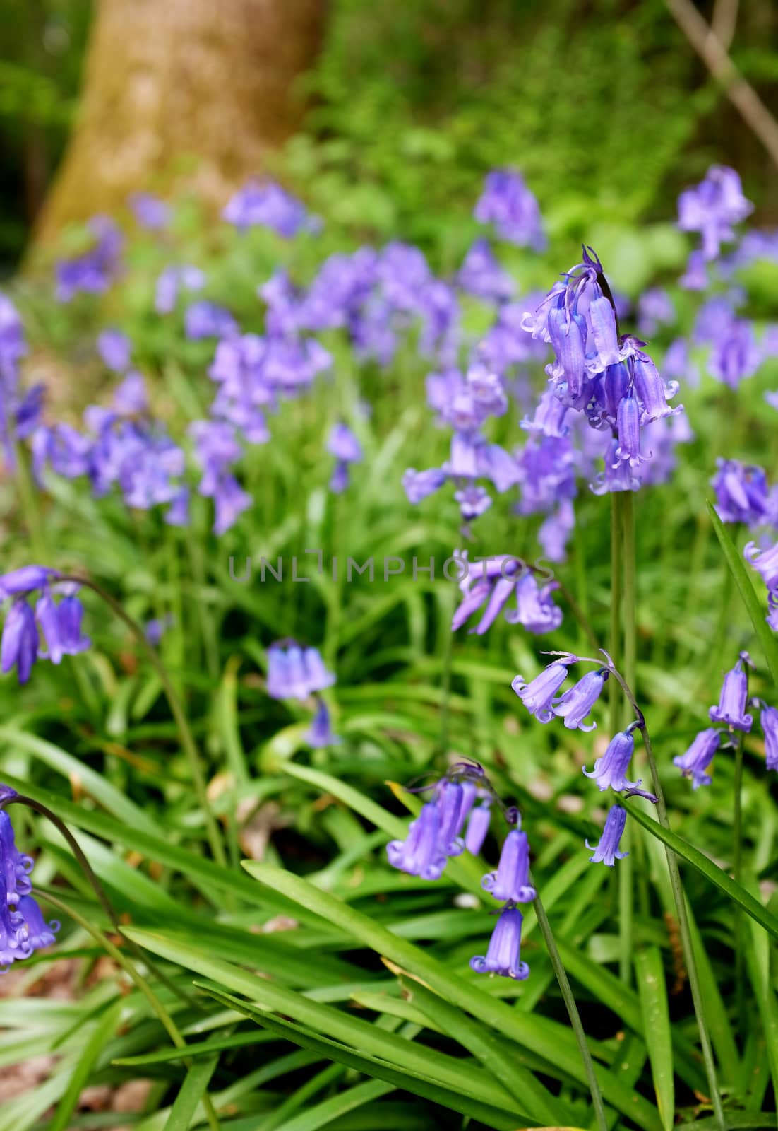 Springtime bluebell flowers in selective focus grow wild in woodland in Kent, England