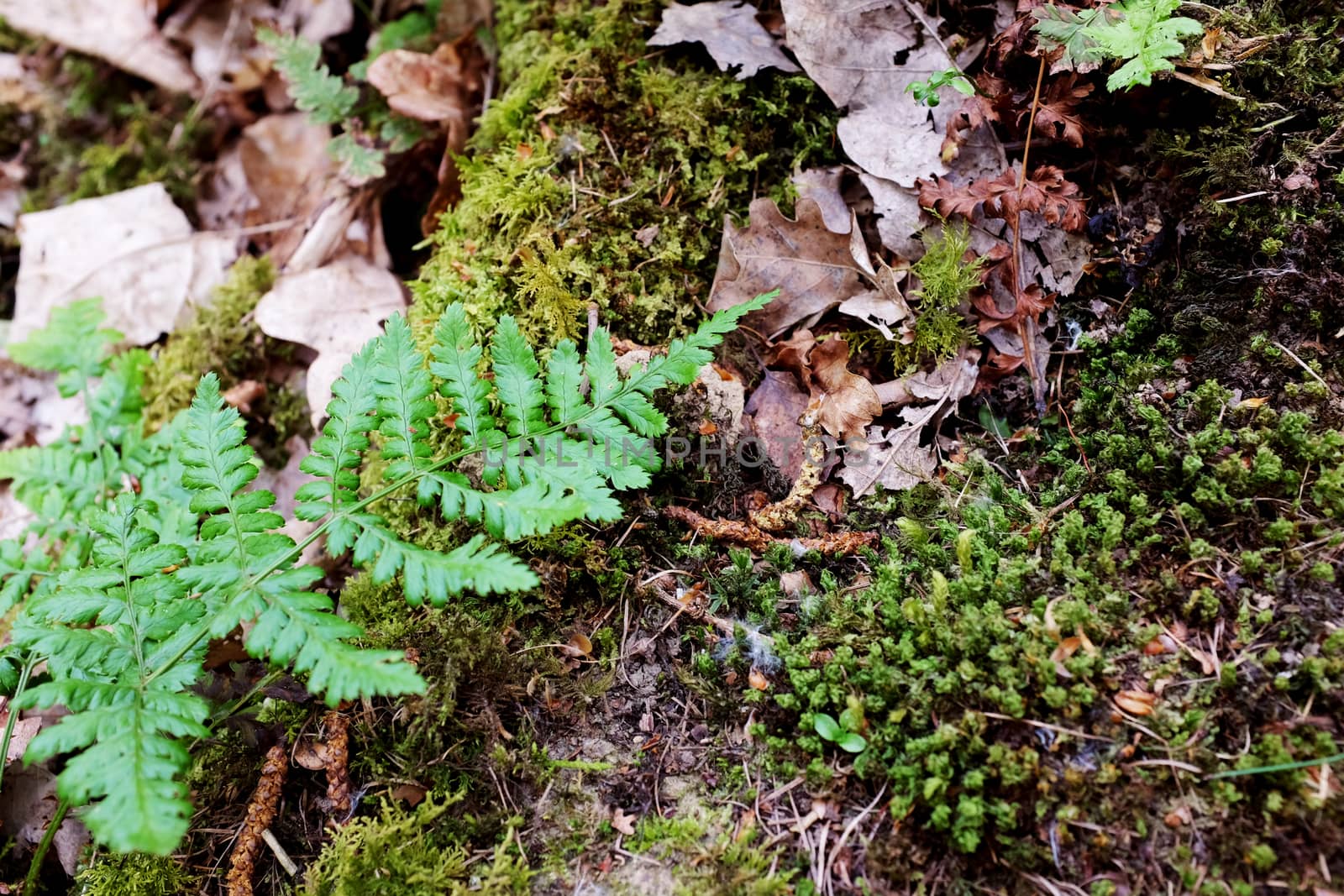 Green bracken leaves among moss and dry leaves by sarahdoow