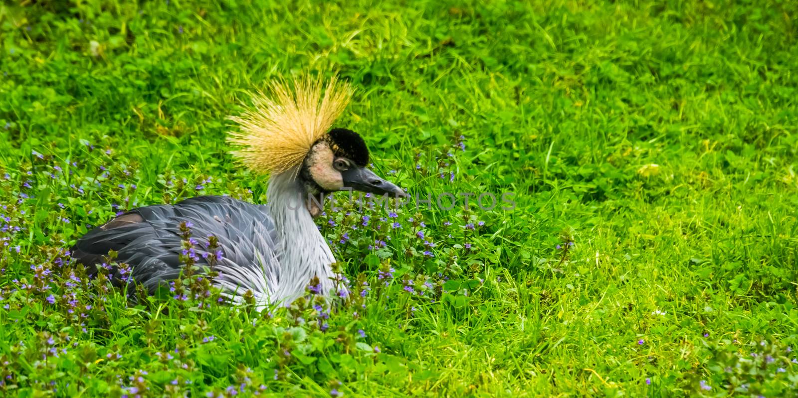 closeup portrait of a grey crowned crane bird sitting in the grass, tropical bird specie from Africa by charlottebleijenberg