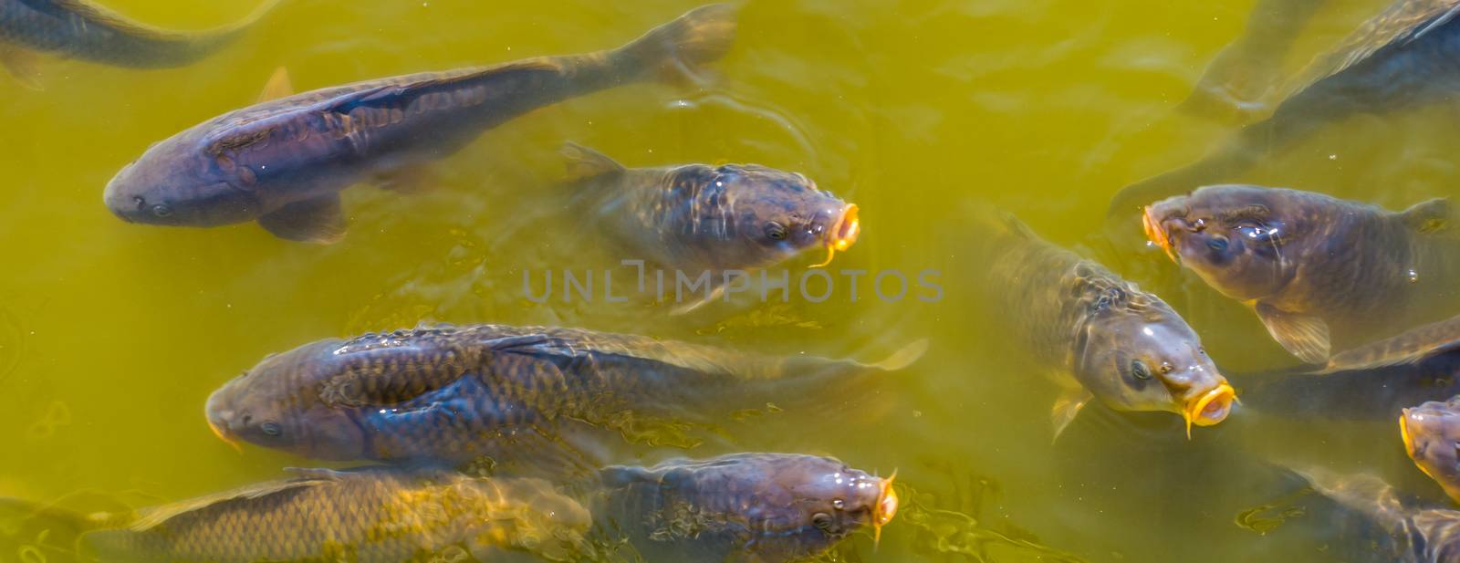 closeup of common carps swimming in the water, hungry fishes coming with their mouths above the water, popular fish specie from Europe by charlottebleijenberg